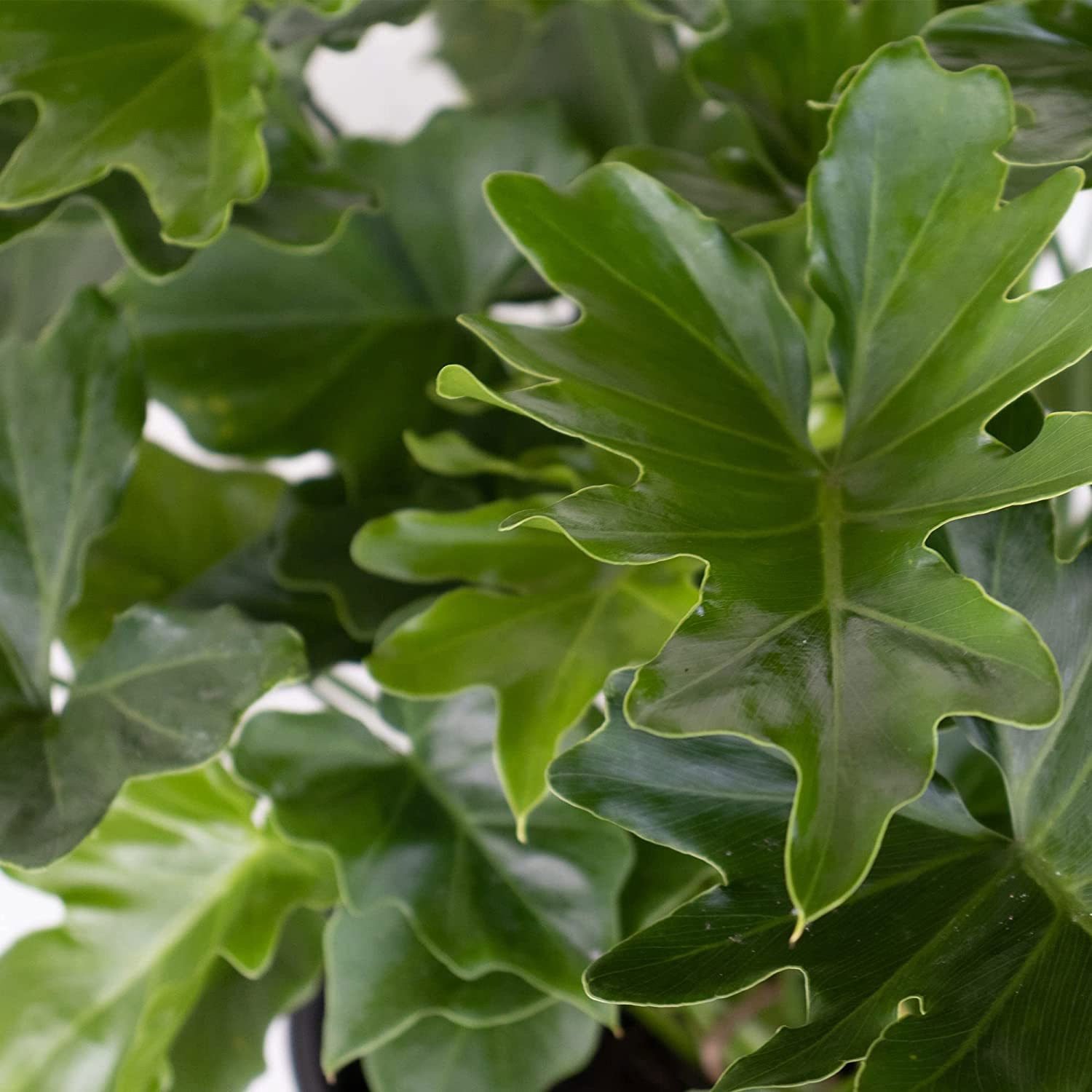 Live Philodendron Shangri La - Image 2