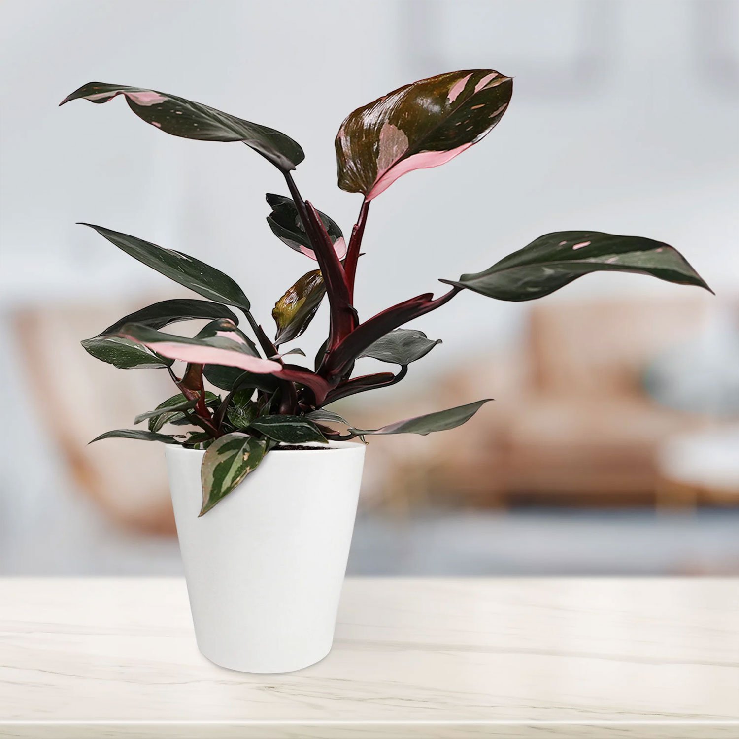 Wild Interiors 12 Tall Pink Princess Philodendron Live Plant - Image 3